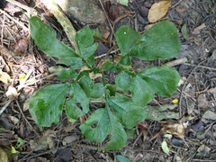 Amorphophallus hirtus