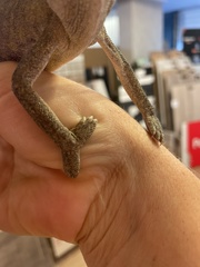 Chamaeleo chamaeleon recticrista