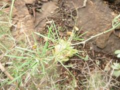 Asparagus angusticladus