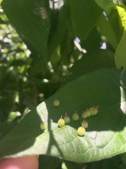 Celticecis celtiphyllia