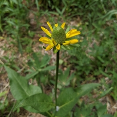 Rudbeckia californica