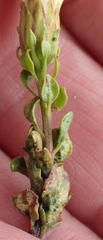 Pegolettia baccaridifolia
