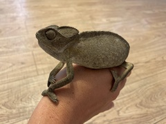 Chamaeleo chamaeleon recticrista