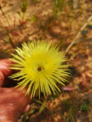 Conicosia pugioniformis