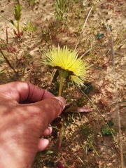 Conicosia pugioniformis