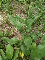 Rudbeckia californica