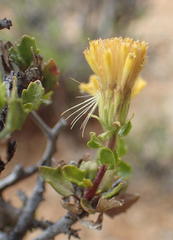 Pegolettia baccaridifolia