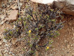 Pegolettia baccaridifolia