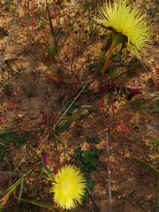 Conicosia pugioniformis