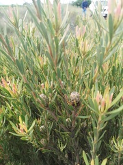 Leucadendron lanigerum laevigatum