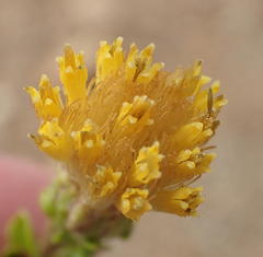 Pegolettia baccaridifolia
