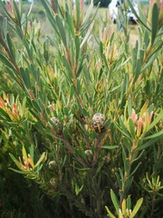Leucadendron lanigerum laevigatum