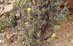 Pegolettia baccaridifolia