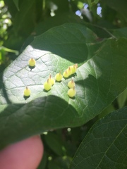Celticecis celtiphyllia