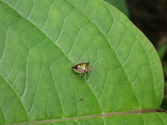 Carbula scutellata