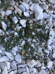 Euphorbia stictospora