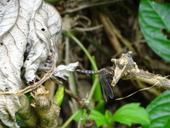Erythrodiplax unimaculata