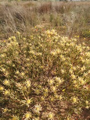 Leucadendron lanigerum laevigatum