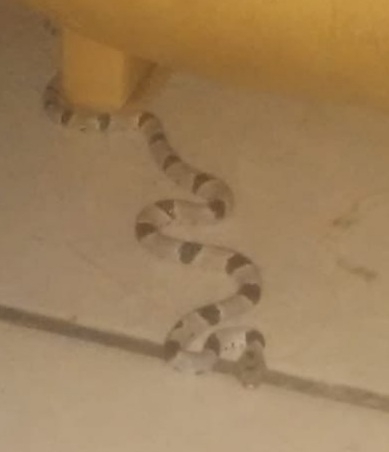 Texas Lyre Snake