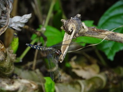 Erythrodiplax unimaculata