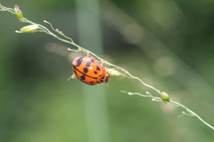 Harmonia octomaculata