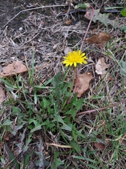 Taraxacum officinale