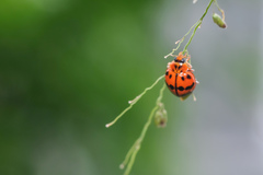 Harmonia octomaculata