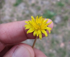 Taraxacum officinale