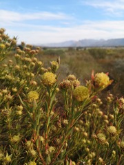 Leucadendron lanigerum laevigatum