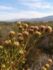 Leucadendron lanigerum laevigatum