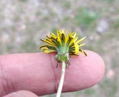 Taraxacum officinale
