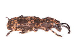 Xylinada