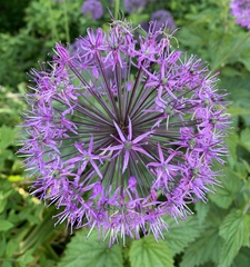 Allium aflatunense