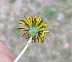 Taraxacum officinale