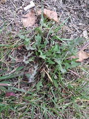 Taraxacum officinale