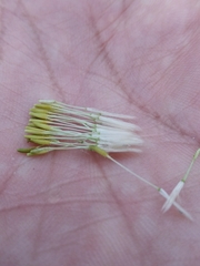 Taraxacum officinale
