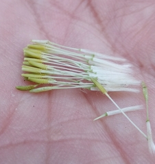 Taraxacum officinale
