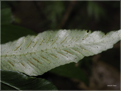 Asplenium griffithianum