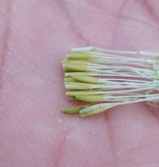 Taraxacum officinale