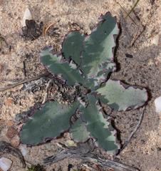 Othonna auriculifolia