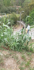 Arundo donax