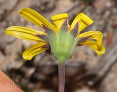 Othonna auriculifolia