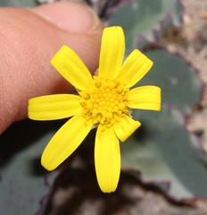 Othonna auriculifolia