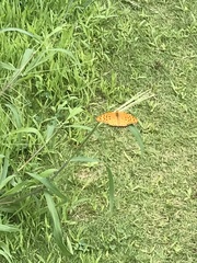 Argynnis hyperbius