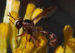 Physocephala marginata