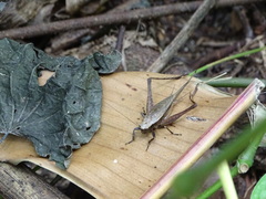 Eneoptera surinamensis