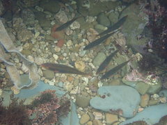 Stethojulis terina