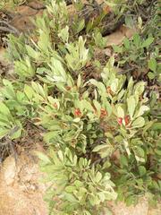 Searsia magalismontana magalismontana