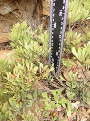 Searsia magalismontana magalismontana