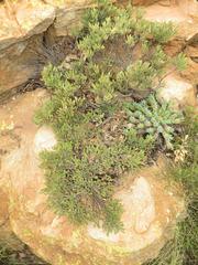 Searsia magalismontana magalismontana